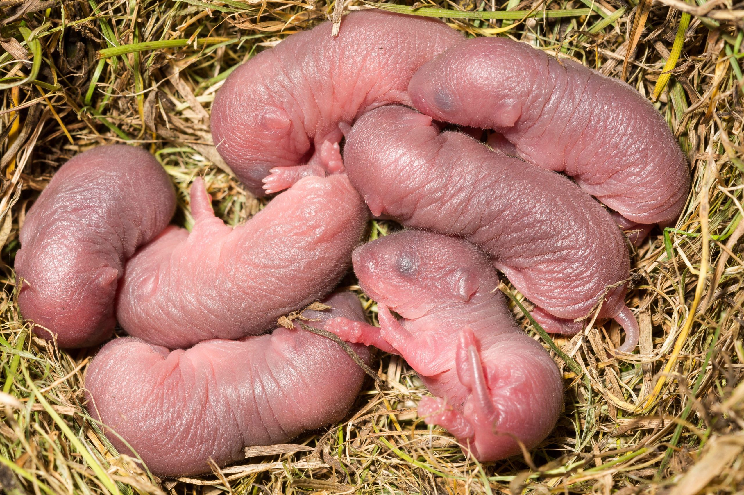 from-darwin-to-prairie-voles:-the-paradox-of-attraction-between-cousins