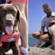 heroic-labrador-nancy-patrols-torrox-beach-waters