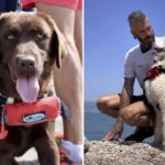 heroic-labrador-nancy-patrols-torrox-beach-waters