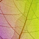 rediscovering-the-natural-world-through-art