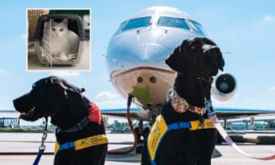 what-are-the-latest-rules-as-airlines-tighten-restrictions-for-travelling-to-and-from-spain-with-pets?