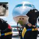 what-are-the-latest-rules-as-airlines-tighten-restrictions-for-travelling-to-and-from-spain-with-pets?