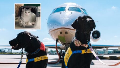 what-are-the-latest-rules-as-airlines-tighten-restrictions-for-travelling-to-and-from-spain-with-pets?