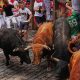 los-atleticos-toros-gaditanos-de-alvaro-nunez-protagonizan-un-emocionante-cuarto-encierro-de-san-fermin-con-nueve-contusionados