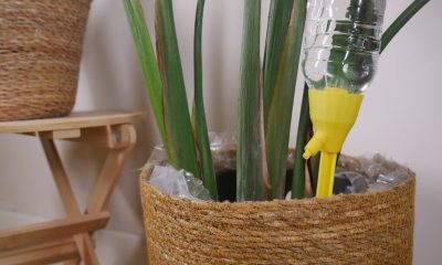 como-regar-tus-plantas-en-vacaciones:-cinco-soluciones-faciles-para-que-sobrevivan-sin-ti
