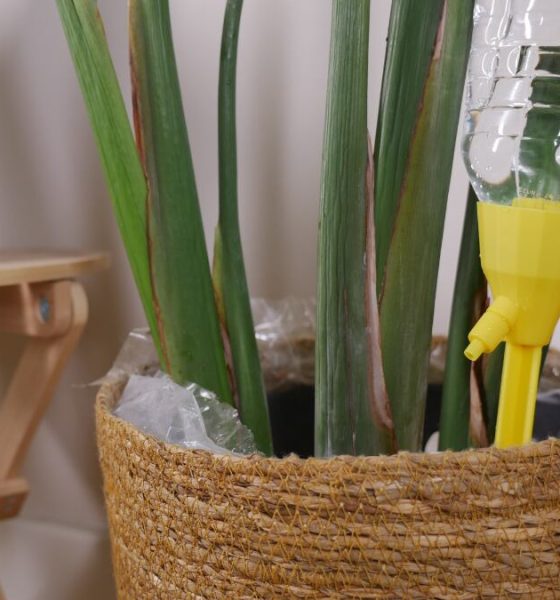 como-regar-tus-plantas-en-vacaciones:-cinco-soluciones-faciles-para-que-sobrevivan-sin-ti