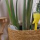 como-regar-tus-plantas-en-vacaciones:-cinco-soluciones-faciles-para-que-sobrevivan-sin-ti