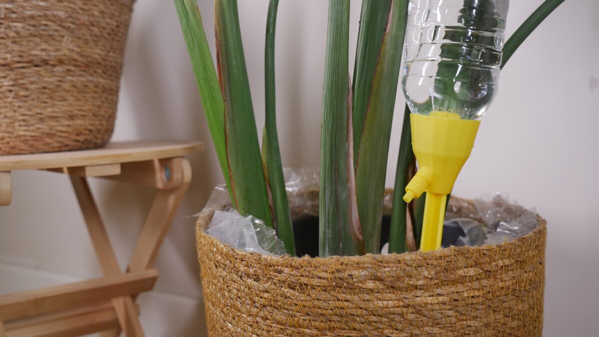 como-regar-tus-plantas-en-vacaciones:-cinco-soluciones-faciles-para-que-sobrevivan-sin-ti