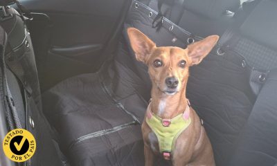 pruebo-los-mejores-protectores-de-asiento-de-coche-para-perros