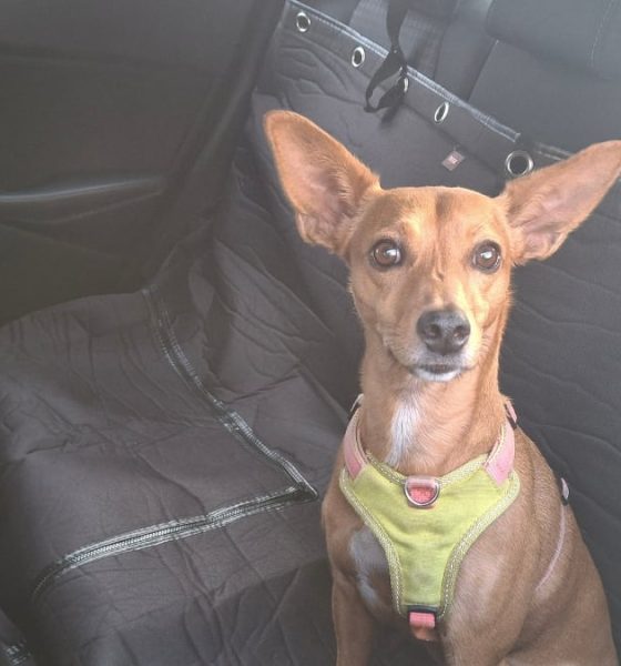 pruebo-los-mejores-protectores-de-asiento-de-coche-para-perros