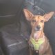 pruebo-los-mejores-protectores-de-asiento-de-coche-para-perros