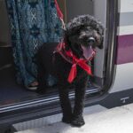 renfe-opens-all-trains-to-dogs-weighing-up-to-40-kg