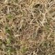 the-3-second-‘tug-test’-for-lawns