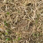 the-3-second-‘tug-test’-for-lawns