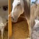 marbella-council-auctions-off-retired-police-horses