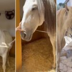 marbella-council-auctions-off-retired-police-horses