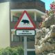 injured-wild-boar-with-arrow-spotted-in-mijas-costa-streets-–-latest-incident