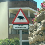 injured-wild-boar-with-arrow-spotted-in-mijas-costa-streets-–-latest-incident