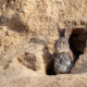 the-rabbit-found-nowhere-else-on-earth-has-been-hiding-in-plain-sight-across-spain