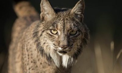delight-as-iberian-lynx-is-spotted-in-spain’s-basque-country-for-the-first-time-in-more-than-a-century