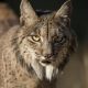delight-as-iberian-lynx-is-spotted-in-spain’s-basque-country-for-the-first-time-in-more-than-a-century