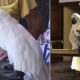 george-the-cockatoo-dies-at-roman-oasis-after-40-years