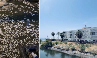 mystery-as-hundreds-of-foul-smelling-fish-turn-up-dead-near-busy-tourist-beach-on-popular-marbella-promenade