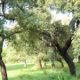 ronda’s-ancient-mountain-harvest