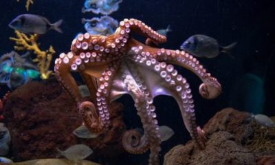 animal-activists-rejoice-as-plans-to-build-world’s-first-octopus-farm-in-spain-are-withdrawn