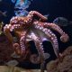 animal-activists-rejoice-as-plans-to-build-world’s-first-octopus-farm-in-spain-are-withdrawn