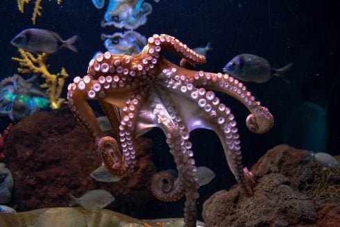 animal-activists-rejoice-as-plans-to-build-world’s-first-octopus-farm-in-spain-are-withdrawn