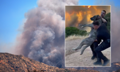 ‘thank-you,-heroes’:-guardia-civil-officers-hailed-after-risking-their-lives-to-save-pet-dog-from-madrid-wildfire