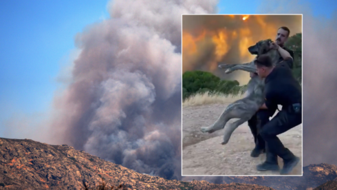 ‘thank-you,-heroes’:-guardia-civil-officers-hailed-after-risking-their-lives-to-save-pet-dog-from-madrid-wildfire