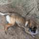 heartbreak-turns-to-disbelief-as-abandoned-dog-case-takes-shocking-twist