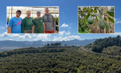 the-future-of-spain’s-‘green-gold’-–-can-sustainable-avocado-farming-survive-in-one-of-the-country’s-driest-regions?