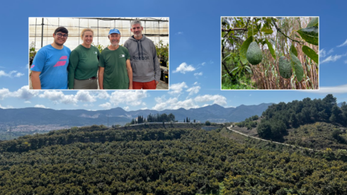 the-future-of-spain’s-‘green-gold’-–-can-sustainable-avocado-farming-survive-in-one-of-the-country’s-driest-regions?