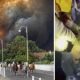 the-unspoken-toll-of-the-wildfires-on-animals