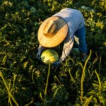 the-case-of-the-missing-melons:-lorca-police-are-hunting-a-different-kind-of-thief