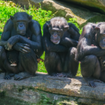how-will-animals-react-to-spain’s-total-solar-eclipse?-scientists-are-about-to-find-out