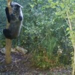 spanish-brown-bears-caught-faking-their-size