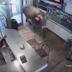900kg-bull-strolls-into-a-catalan-bar-for-breakfast