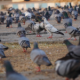 murcia-declares-war-on-pigeons-as-growing-flocks-drive-neighbours-to-despair