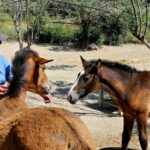 arch-equine-rescue-charity-seeks-bilingual-secretary