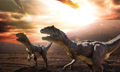 were-the-dinosaurs-incinerated-in-a-matter-of-hours?-the-meteorite-created-a-layer-of-dust-that-turned-the-planet-into-a-grill