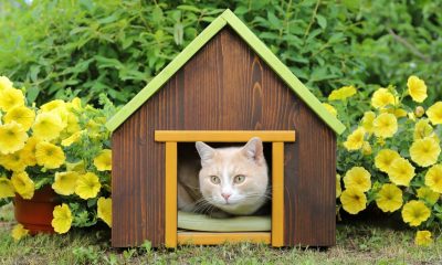 resistentes-y-acogedoras:-seis-casetas-para-gatos-ideales-para-patios,-jardines-y-terrazas