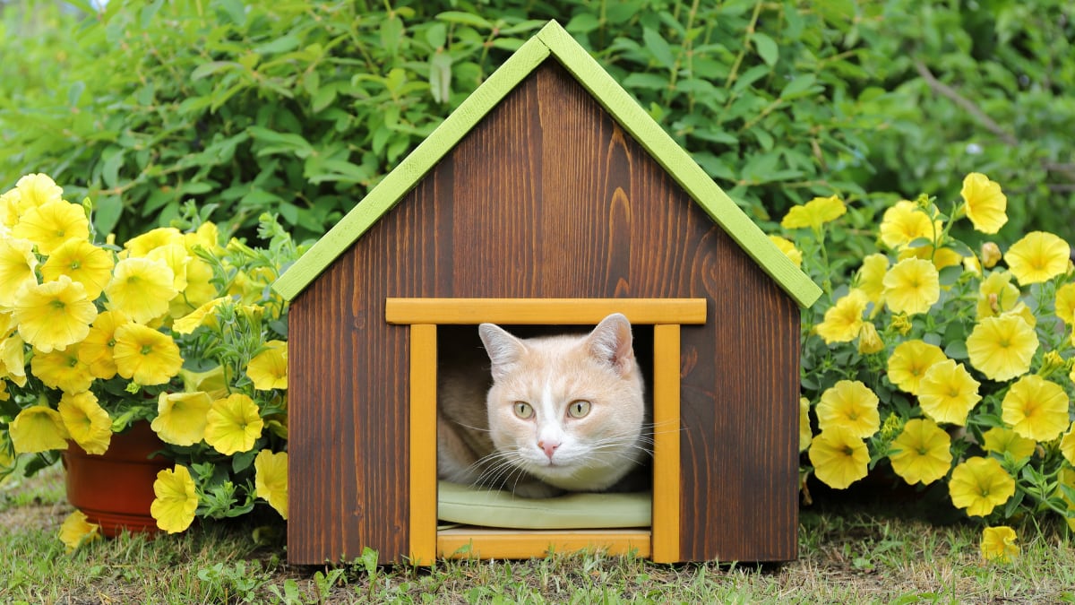 resistentes-y-acogedoras:-seis-casetas-para-gatos-ideales-para-patios,-jardines-y-terrazas