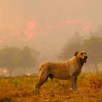 madrid-veterinary-teams-launch-free-emergency-care-for-pets-affected-by-wildfires