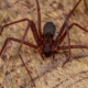 two-chilean-recluse-spiders-with-a-fearsome-reputation-have-reached-portugal