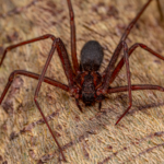 two-chilean-recluse-spiders-with-a-fearsome-reputation-have-reached-portugal