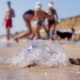 malaga-is-seeing-fewer-jellyfish-this-summer